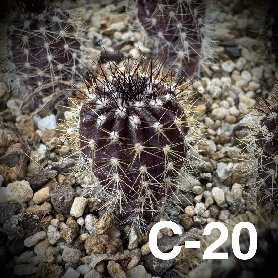 /様 サボテン 実生苗