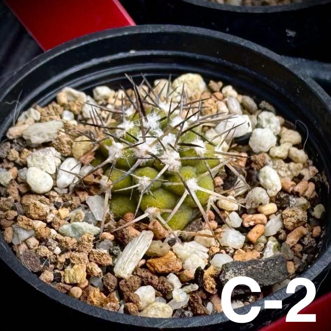 /様 サボテン 実生苗