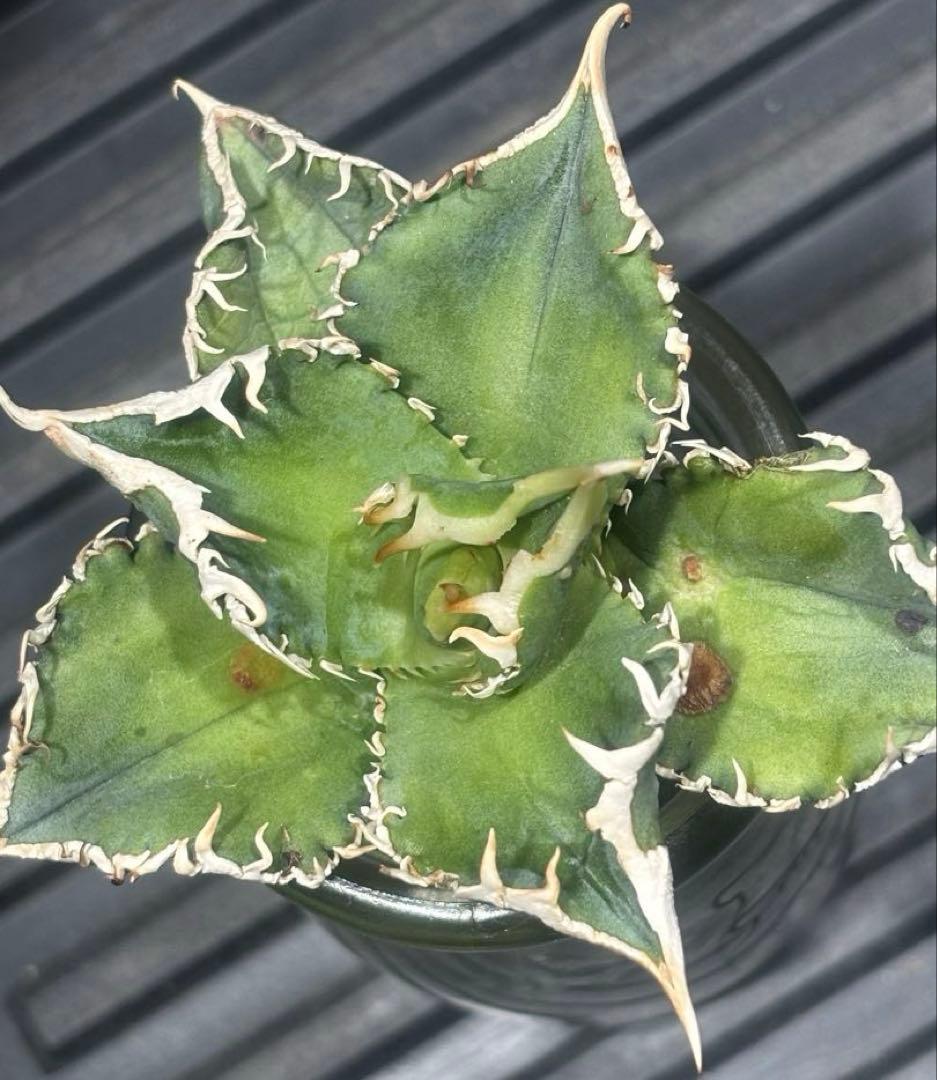 特出！アガベチタノタ大白鯊（極上株）S級激レアsuperホオジロザメ狂暴極狂刺！