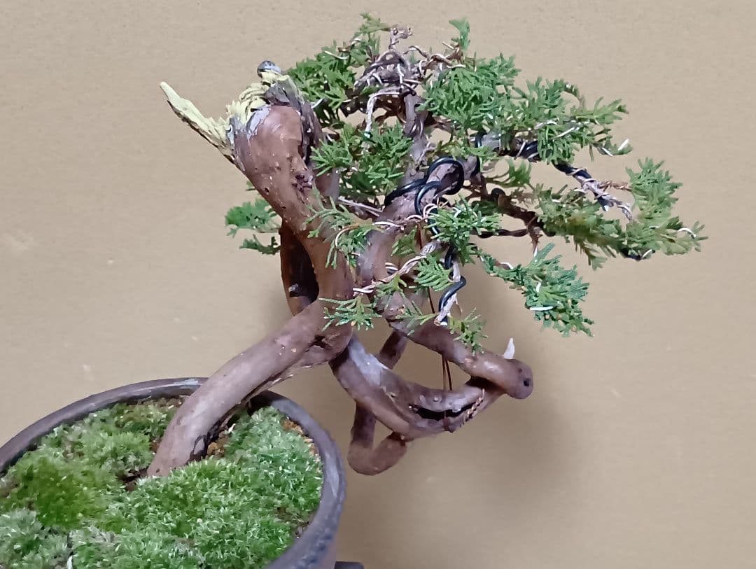 糸魚川真柏‼️値下げ‼️