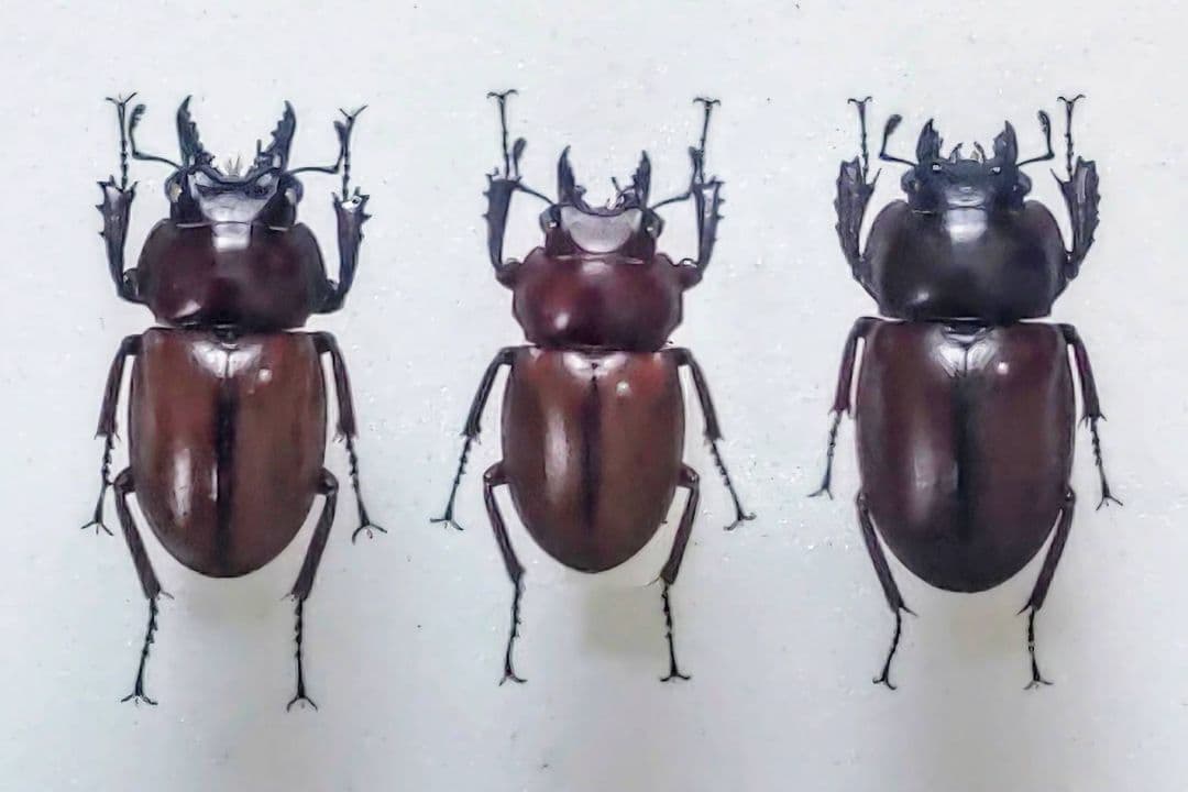 チャイロマルバネクワガタ 標本