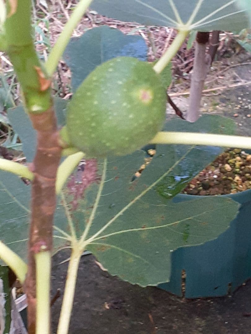 【1】イチジク 穂木販売 お問い合わせ用