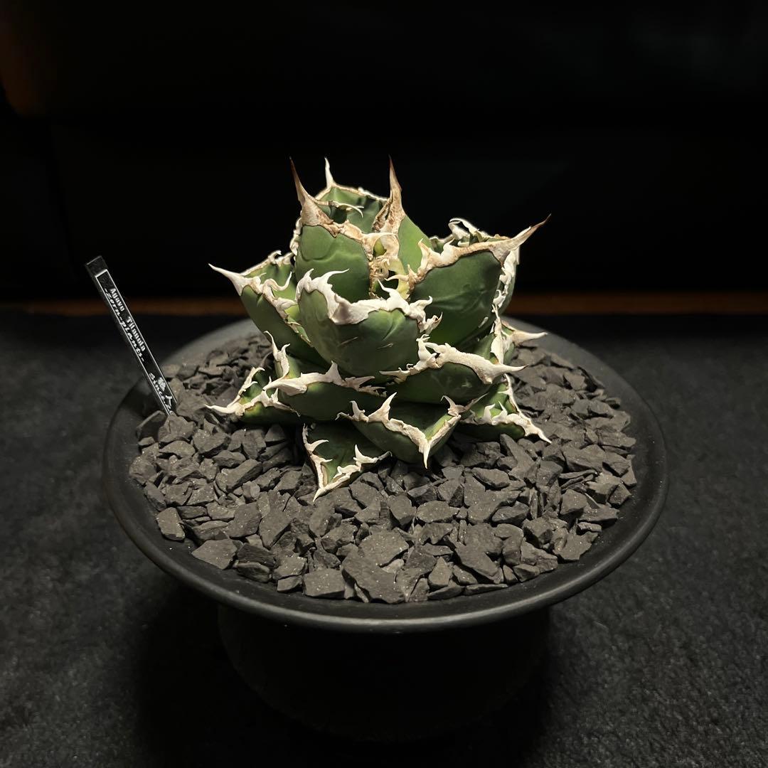 アガベ　チタノタ　狼人　鉢付き