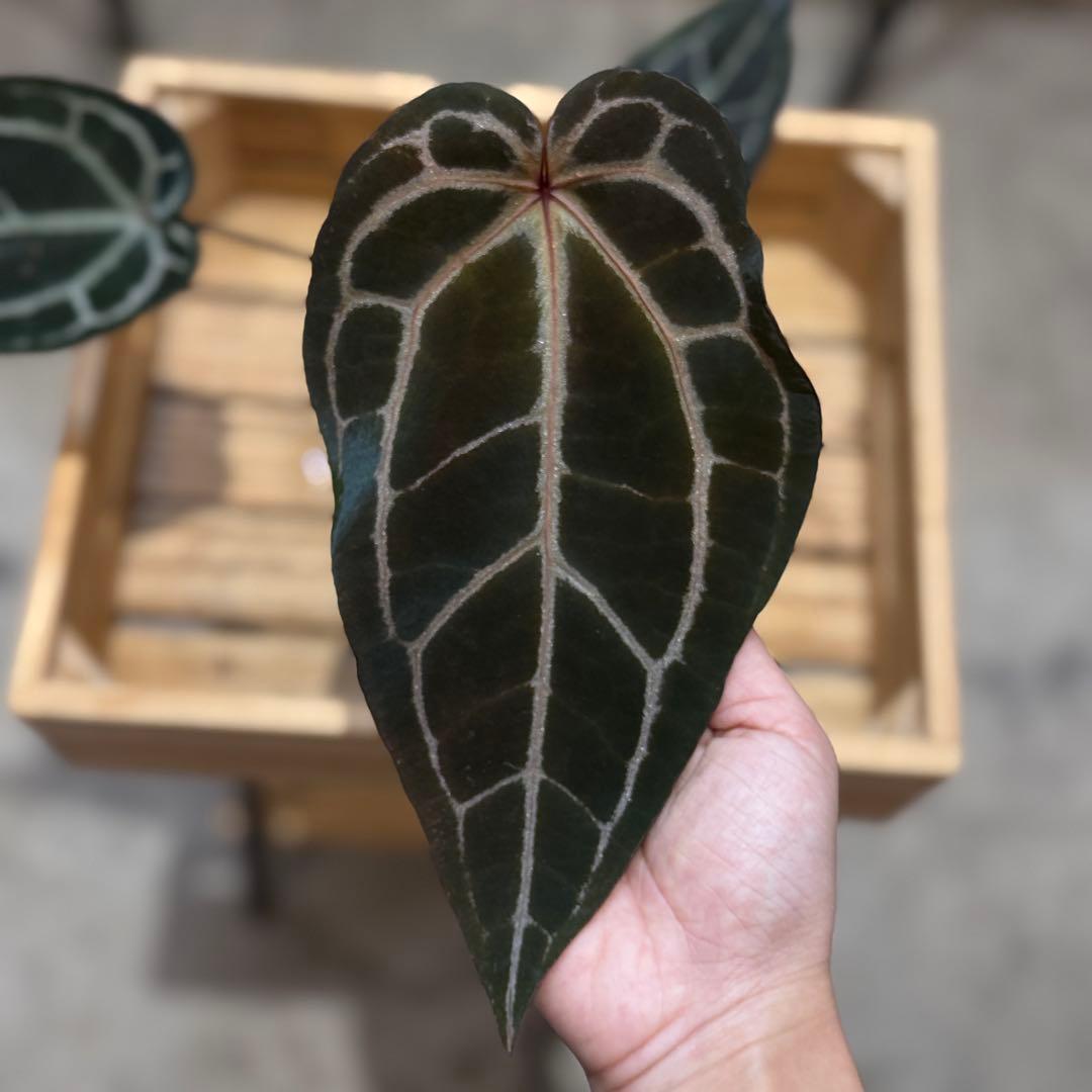 53 アンスリウム　’パープルクリスタリナム‘ 色濃いめ