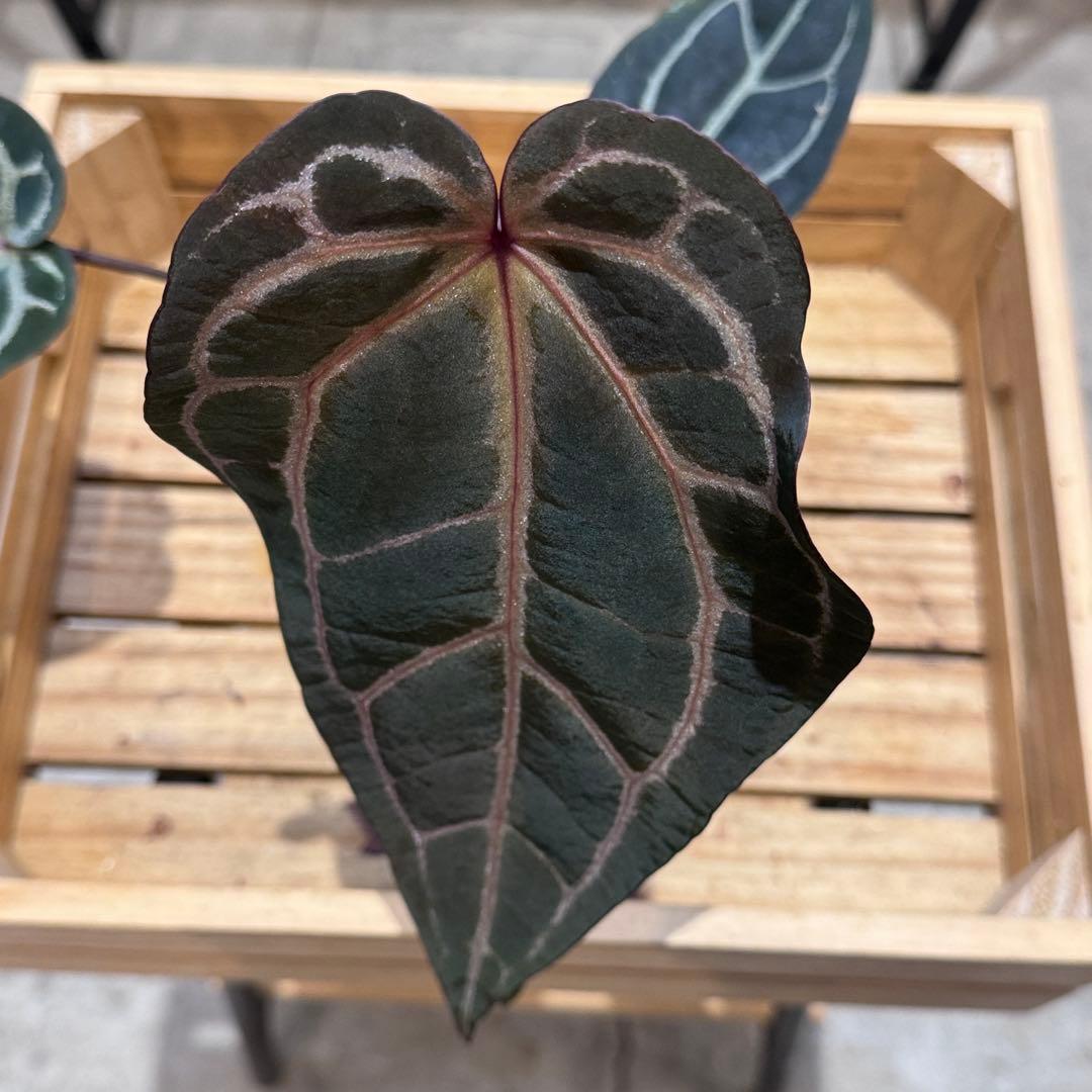 53 アンスリウム　’パープルクリスタリナム‘ 色濃いめ