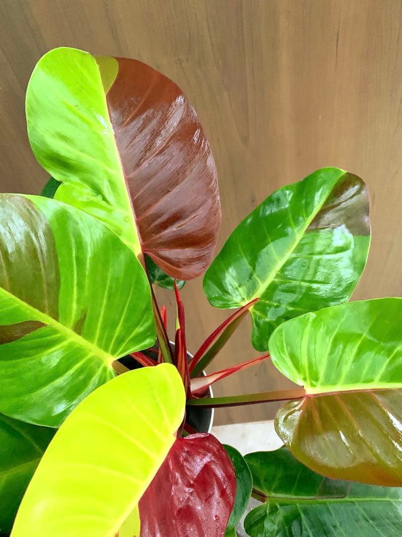 coco　　フィロテンドロン・イエローフレーム