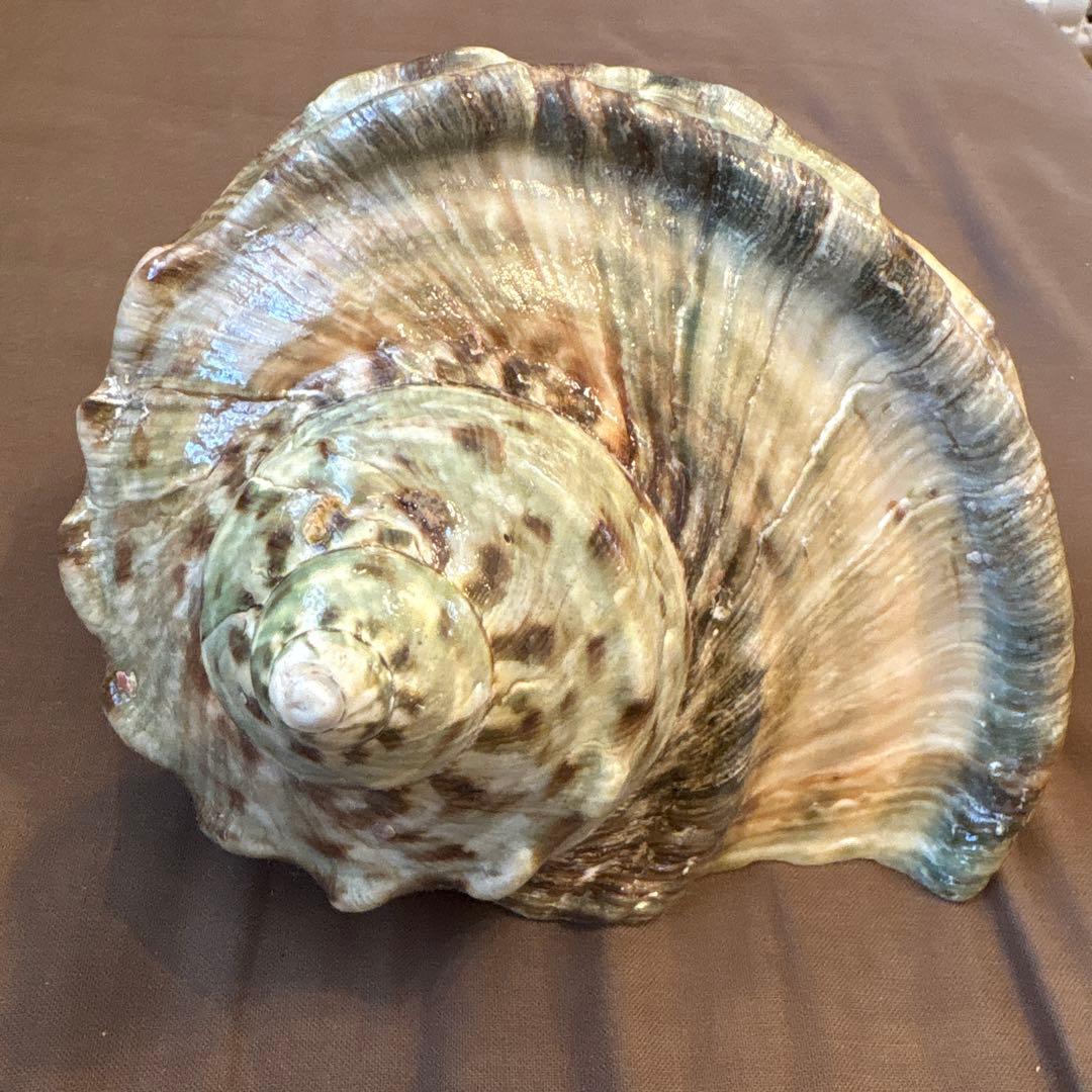 大きめの巻貝の置物