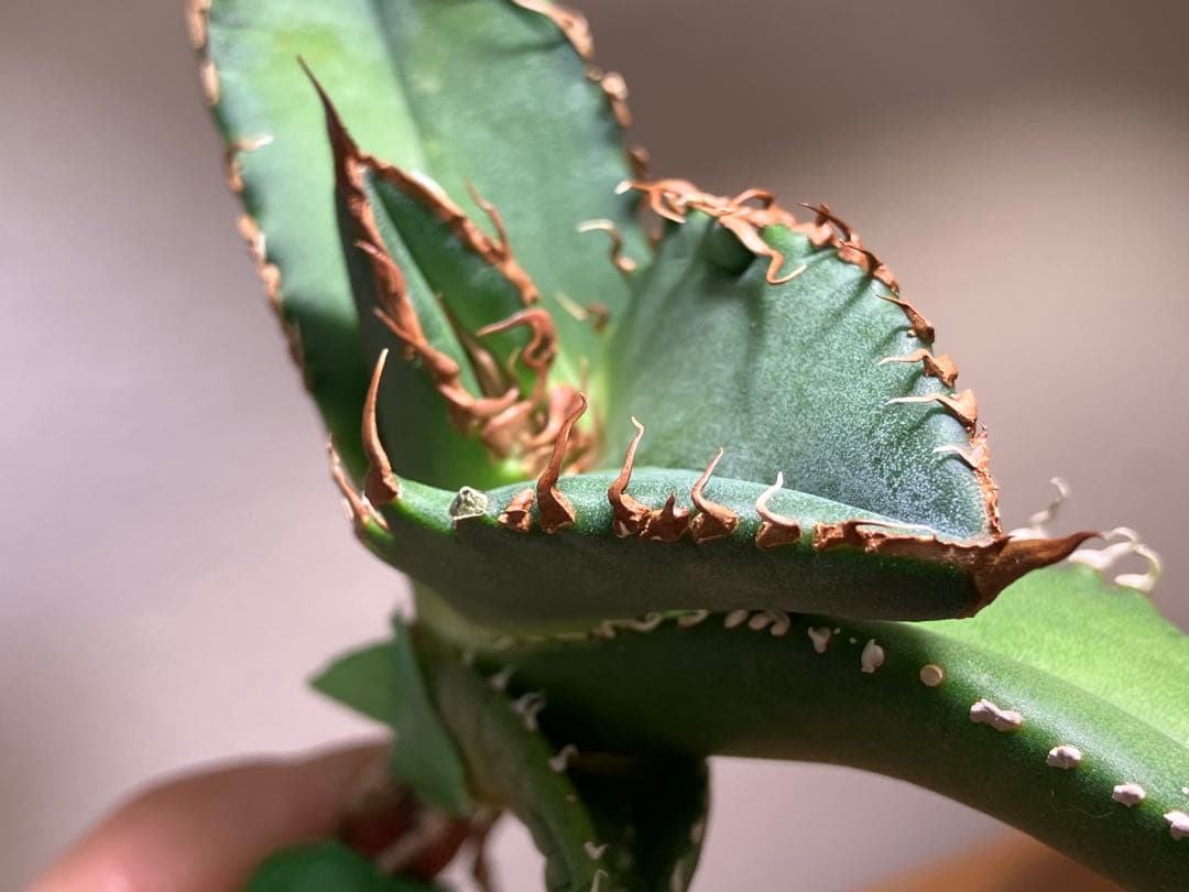 N*u様 【オークション】匿名配送　特大　アガべ　悪魔　TC 上澳園芸　悪魔くん