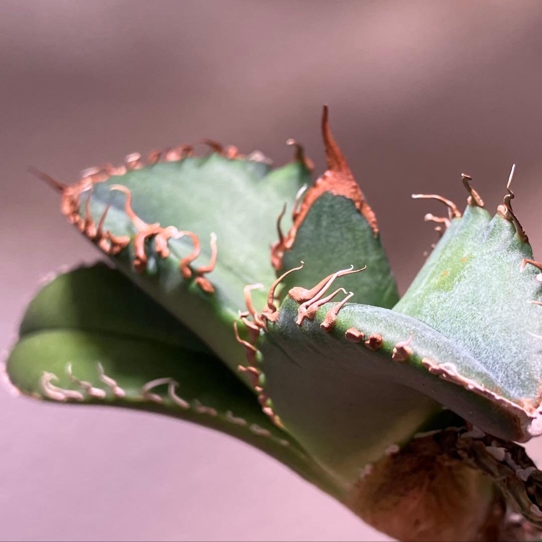 N*u様 【オークション】匿名配送　特大　アガべ　悪魔　TC 上澳園芸　悪魔くん