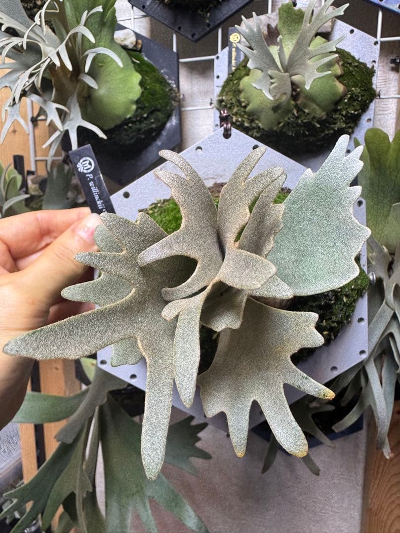 willinckii yms #9 ビカクシダ