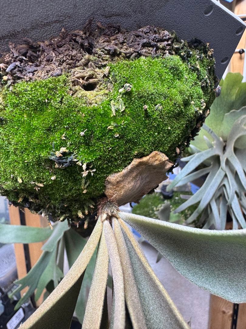 willinckii yms #9 ビカクシダ