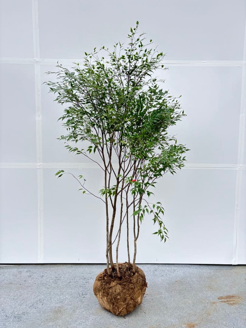 美しい樹形が魅力的 山採り ハイノキ 株立 702 樹高1.7m位 高級樹