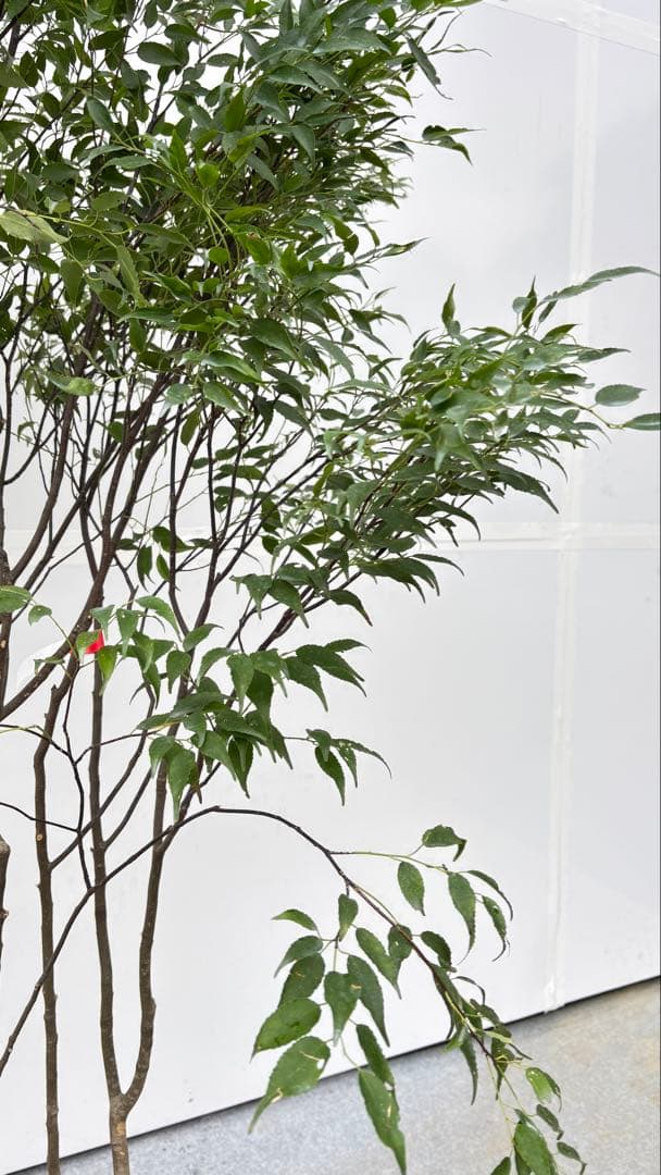 美しい樹形が魅力的 山採り ハイノキ 株立 702 樹高1.7m位 高級樹