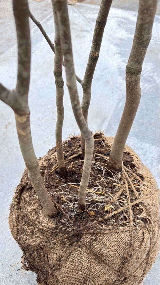 美しい樹形が魅力的 山採り ハイノキ 株立 702 樹高1.7m位 高級樹