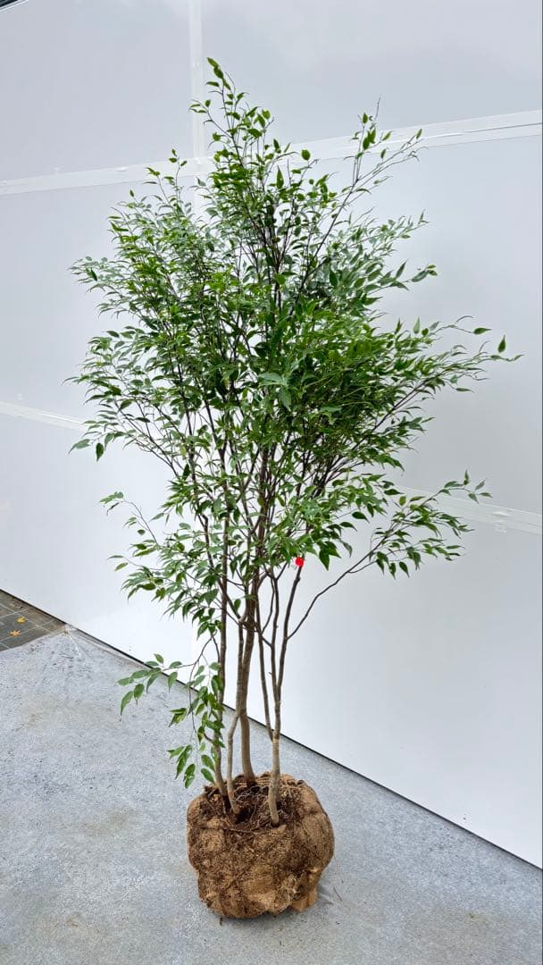 美しい樹形が魅力的 山採り ハイノキ 株立 702 樹高1.7m位 高級樹