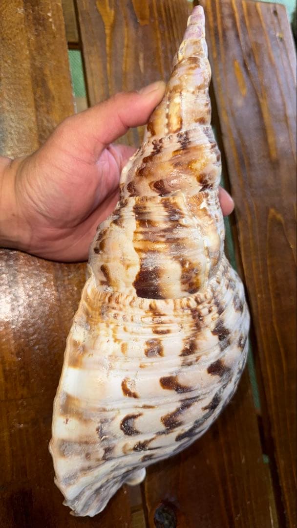 32cm 沖縄でとれた 法螺貝 置物 コレクション