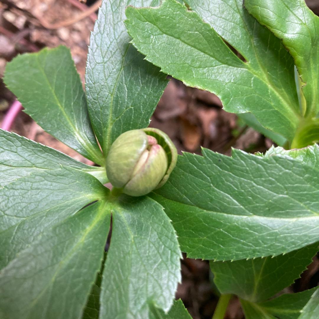 クリスマスローズ　現状蕾　極小輪　株分け前提