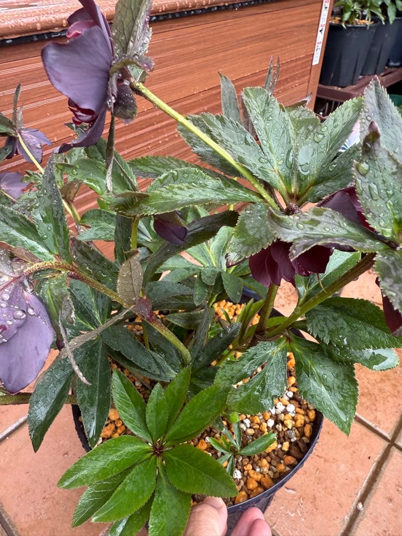 レアカラー！ブルー系！大株放出！【若泉ファーム】クリスマスローズ 雅