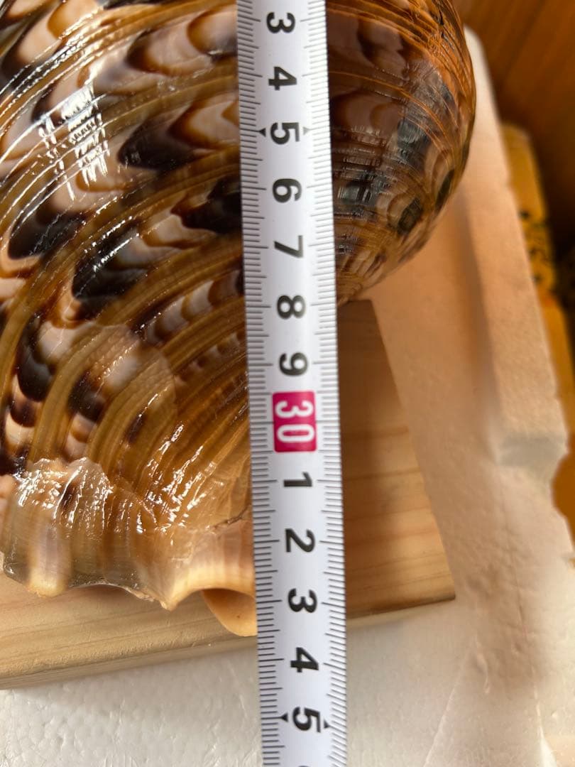 法螺貝　2個セット　(35.5cm 32.8cm)