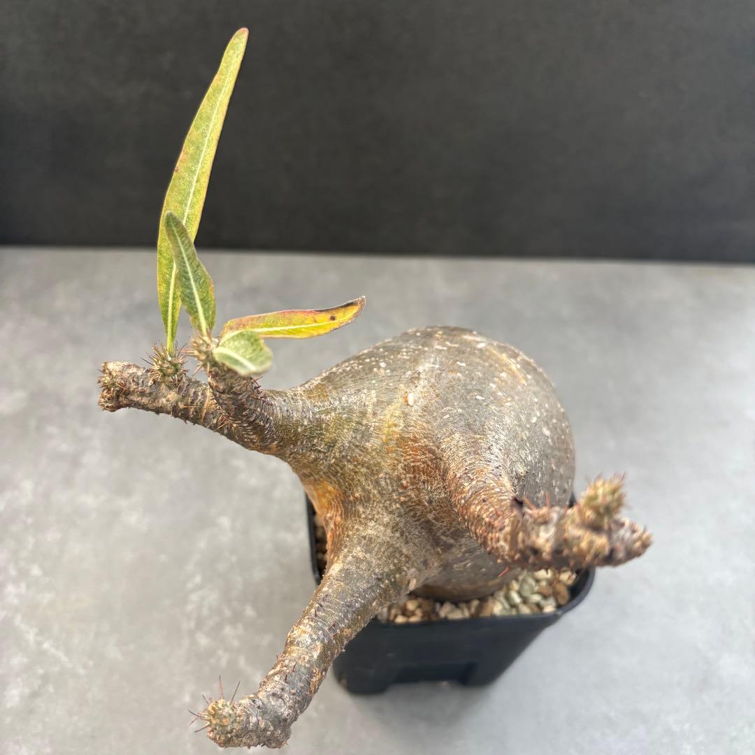 アミバタ発根済 パキポディウム グラキリス 現地球 コーデックスNO2