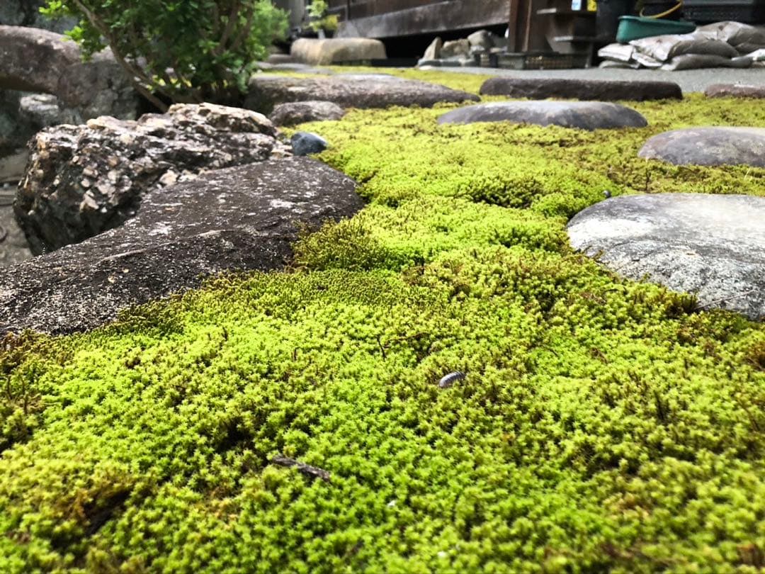 スナゴケ　砂苔　25枚 25000円　送料込み　天然 40㎝✖︎30㎝