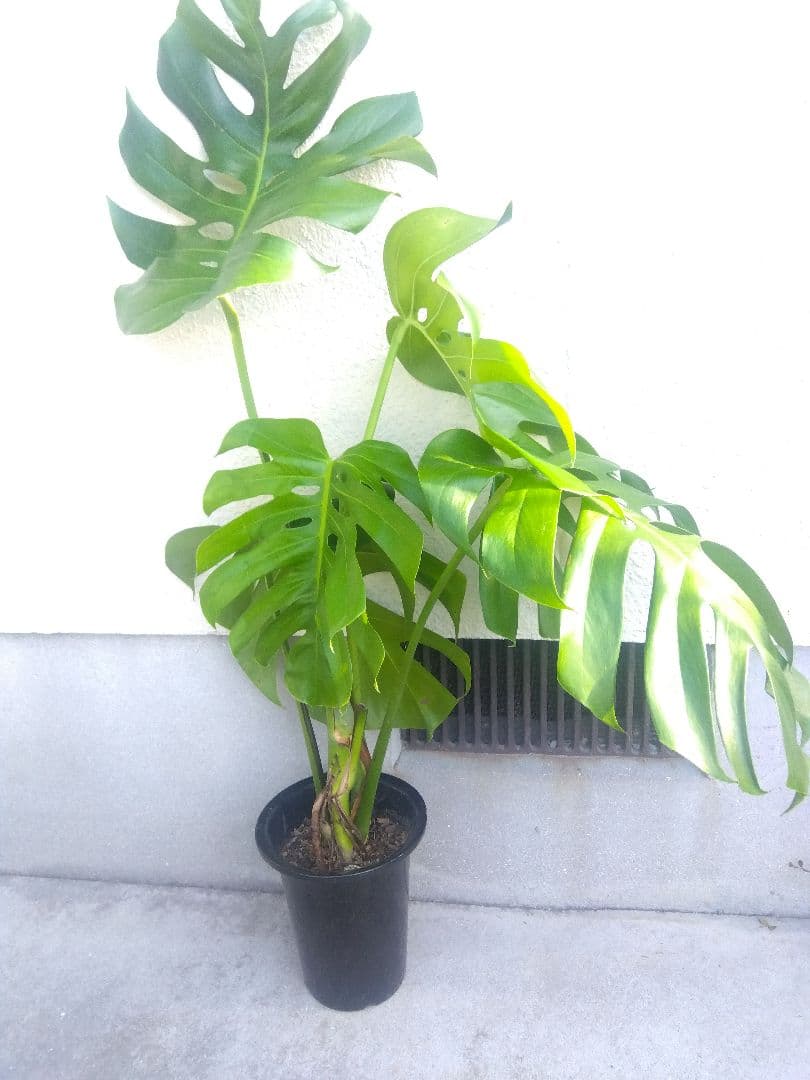 モンステラ　デリシオーサ　6号鉢つき　深穴開き❗2株植え❗　か