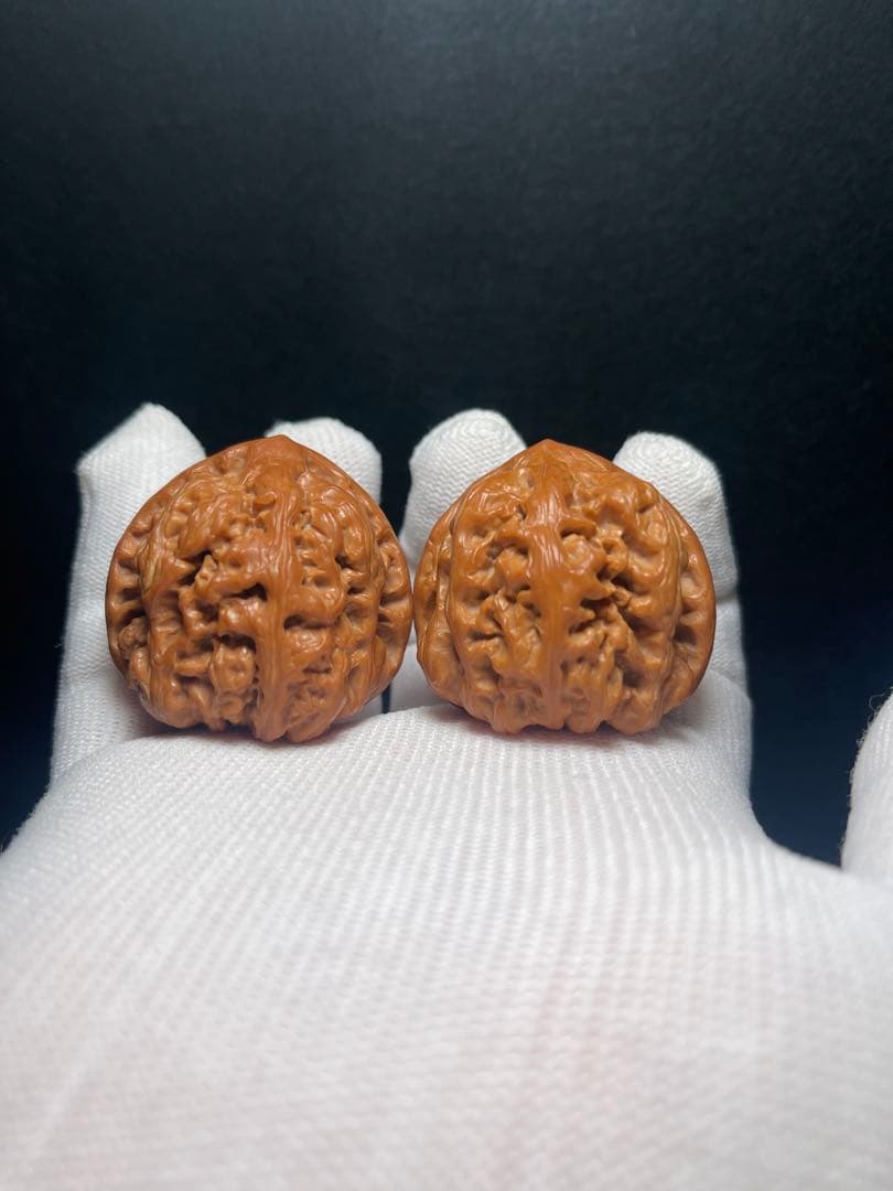 【8ヶ月育成】平谷大粗筋４０mm