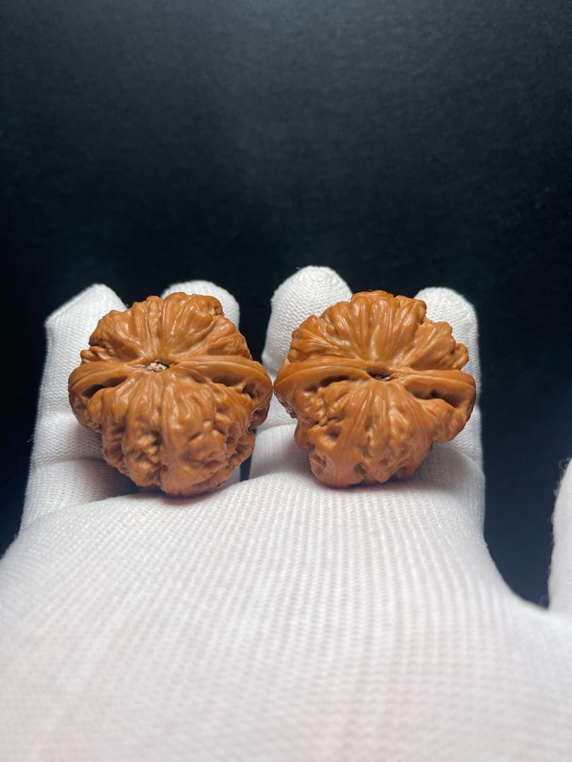 【8ヶ月育成】平谷大粗筋４０mm