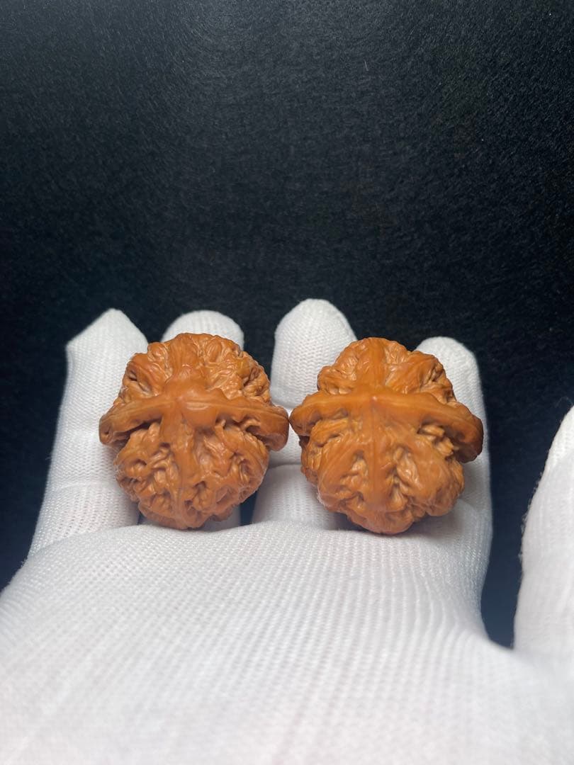 【8ヶ月育成】平谷大粗筋４０mm