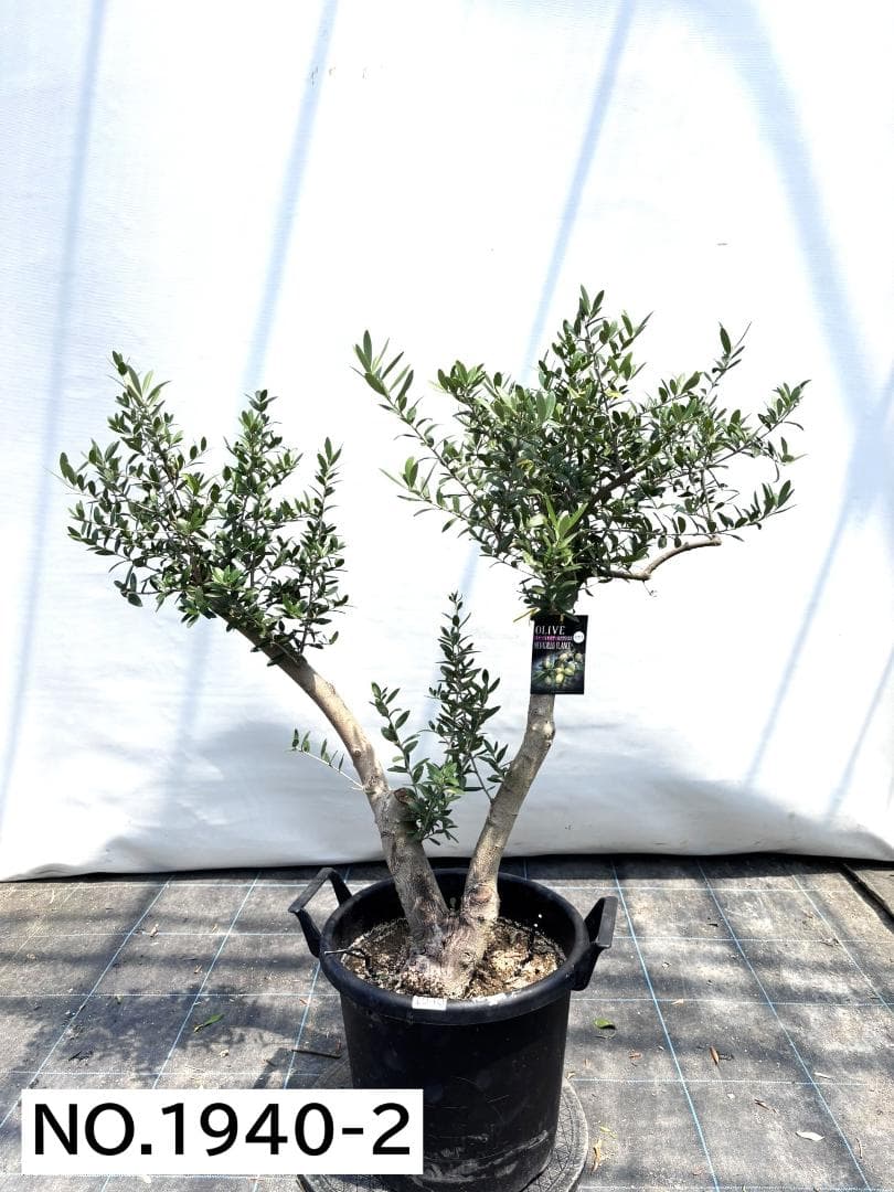 オリーブの木　ネバディロブランコ　約110cm　NO.1940　大型　現品掲載
