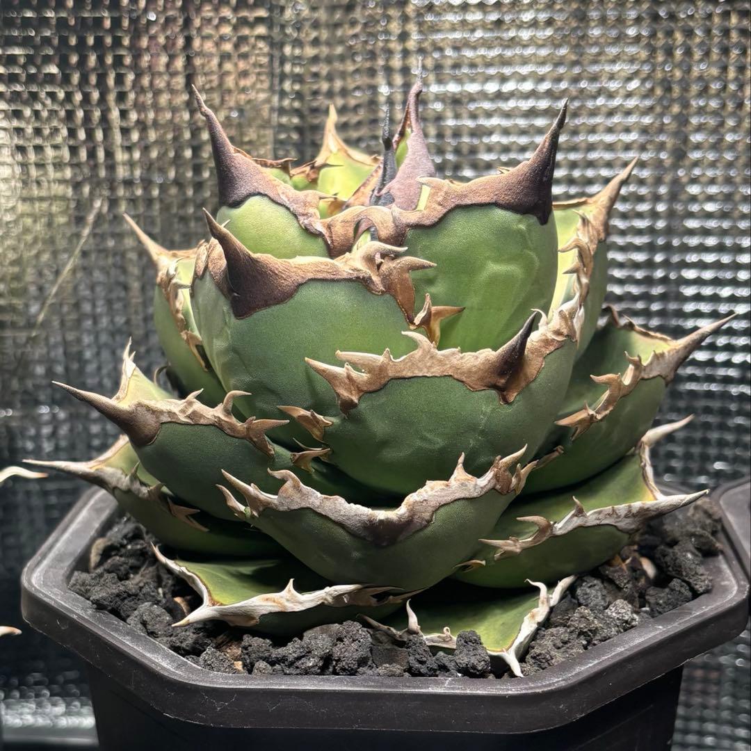 アガベ　チタノタ　シャークソード　鯊魚劍