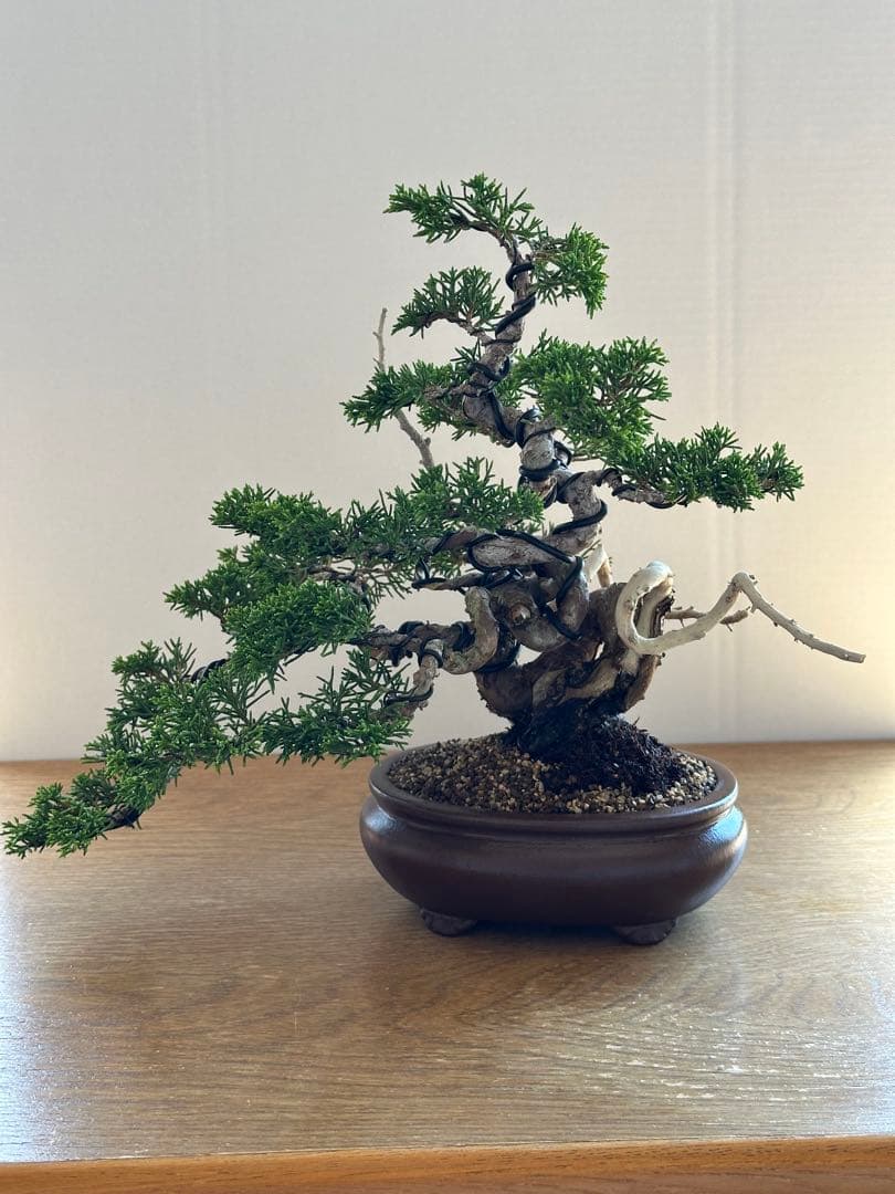 盆栽 糸魚川真柏