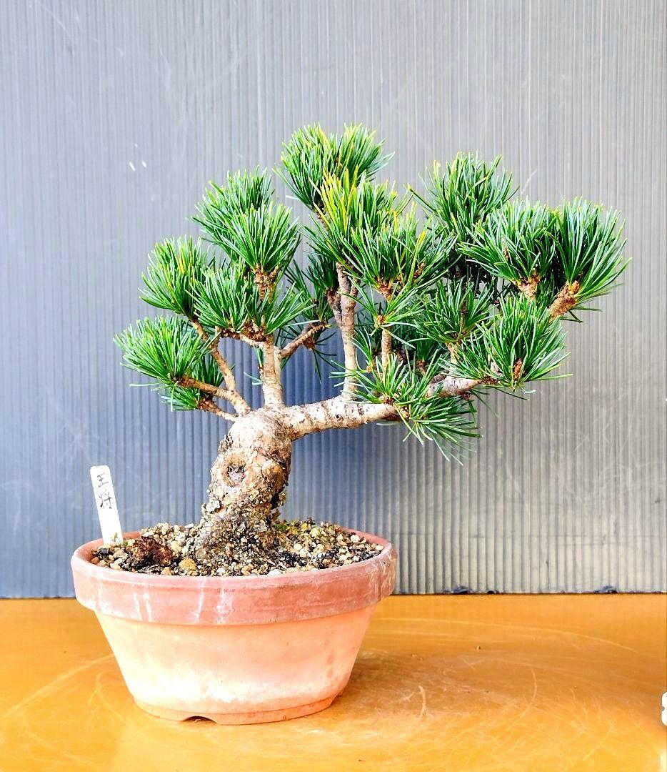 八房五葉松(王将)