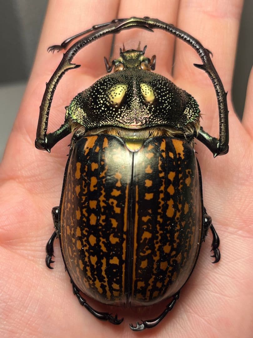 【62mm】多分 赤 ゲストロイテナガコガネ　カメムシサシガメ甲虫昆虫標本ハムシ