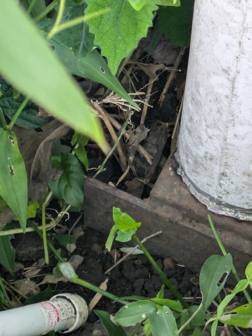 【埼玉引取限定】レトロ☆プレハブ❓ハウス