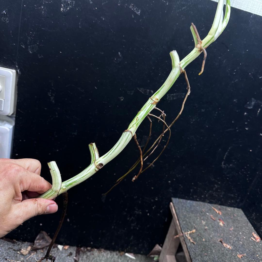 ニ*】様 斑入りモンステラホワイトタイガー大茎7株おまとめ