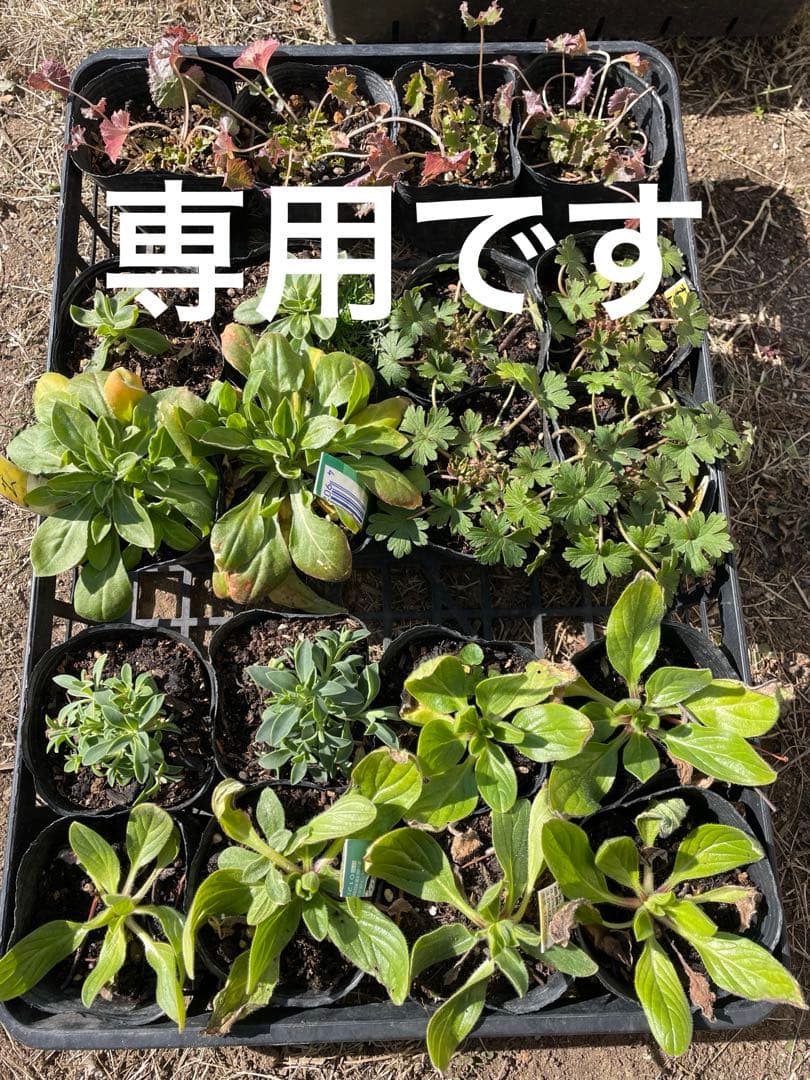 ご確認用　花苗セット
