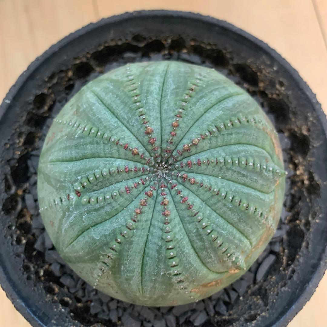 多稜 シンメトリカ 【仔吹きタイプではない】 ＋ 中川智治 作 作家鉢