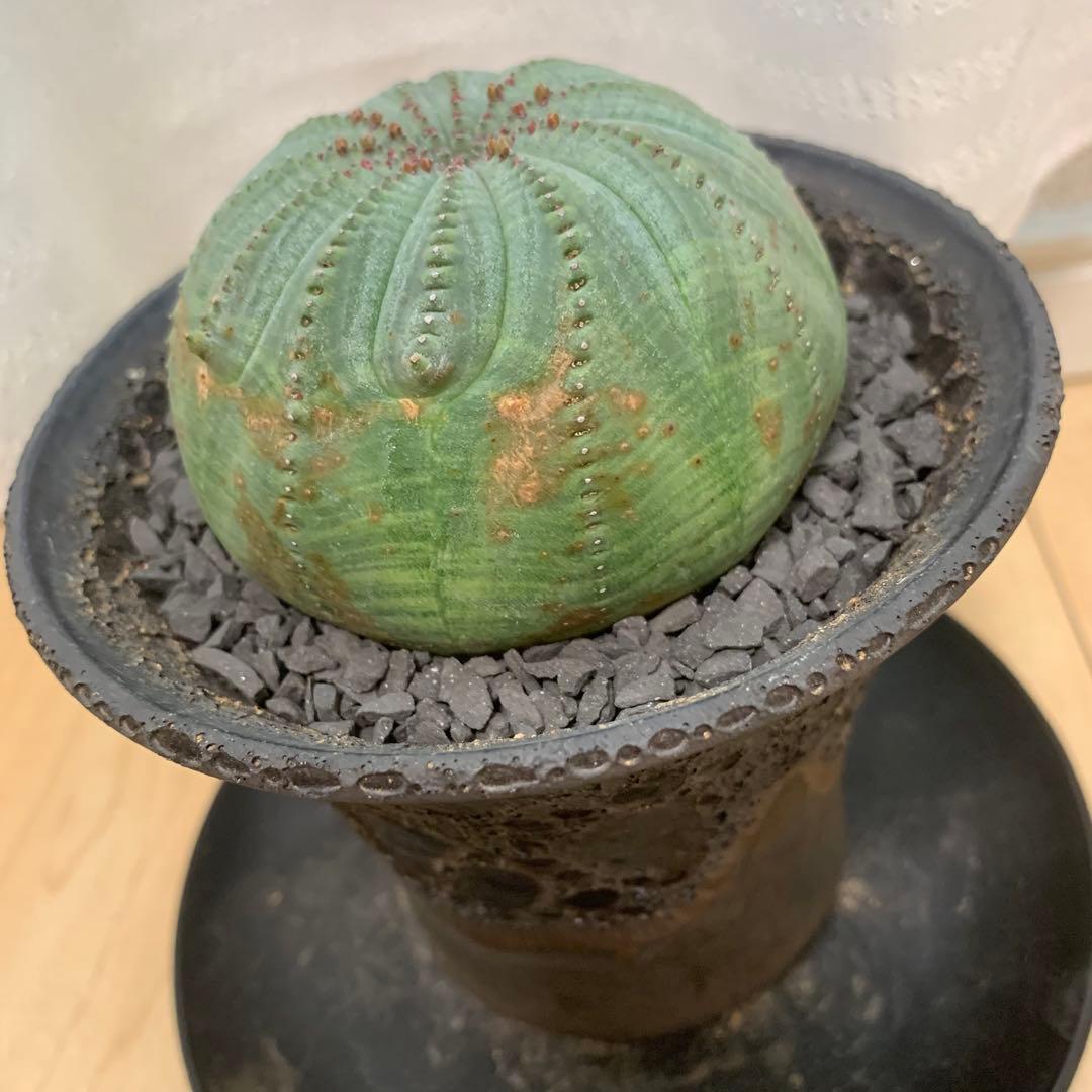 多稜 シンメトリカ 【仔吹きタイプではない】 ＋ 中川智治 作 作家鉢