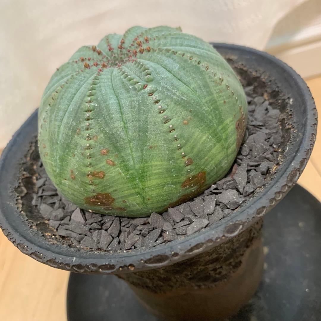 多稜 シンメトリカ 【仔吹きタイプではない】 ＋ 中川智治 作 作家鉢