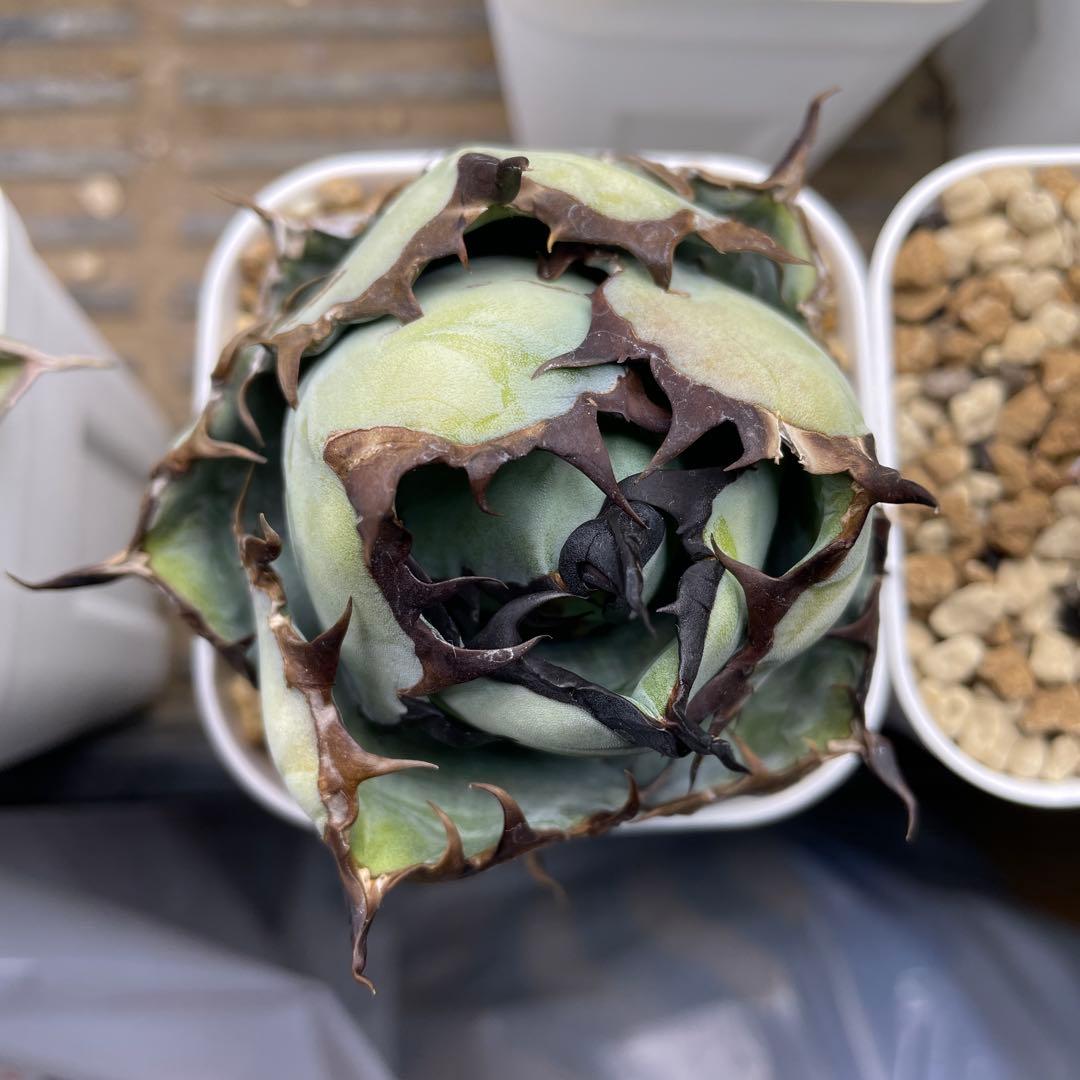 ブラックアンドブルーBB アガベ　チタノタ コンパクト