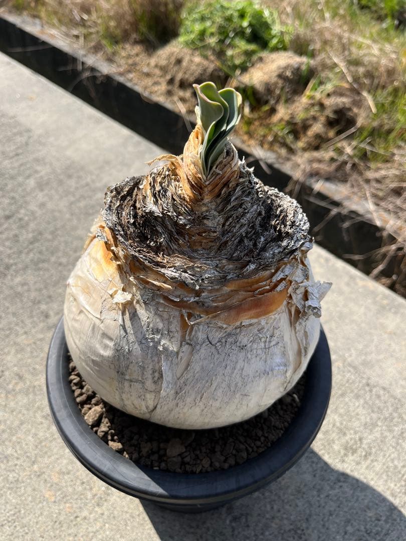 美株　ブーファン　ハエマンソイデス　鉢ごと発送