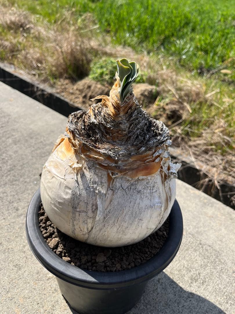 美株　ブーファン　ハエマンソイデス　鉢ごと発送