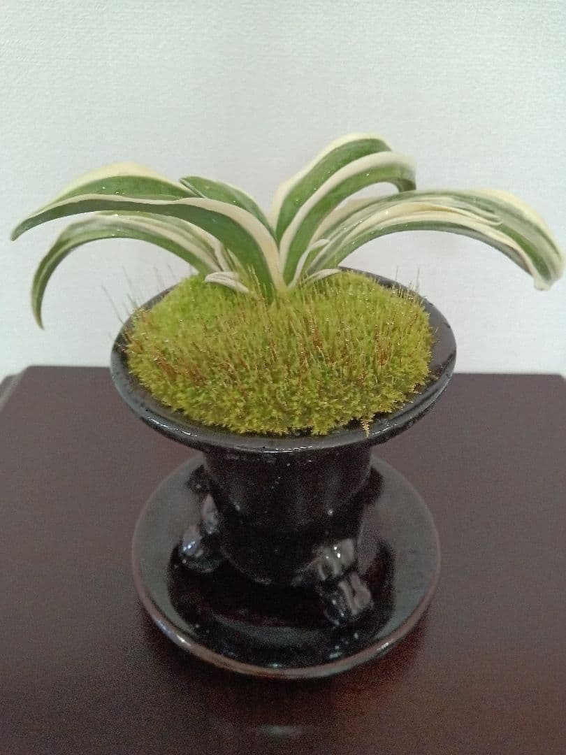 万年青「大八州」