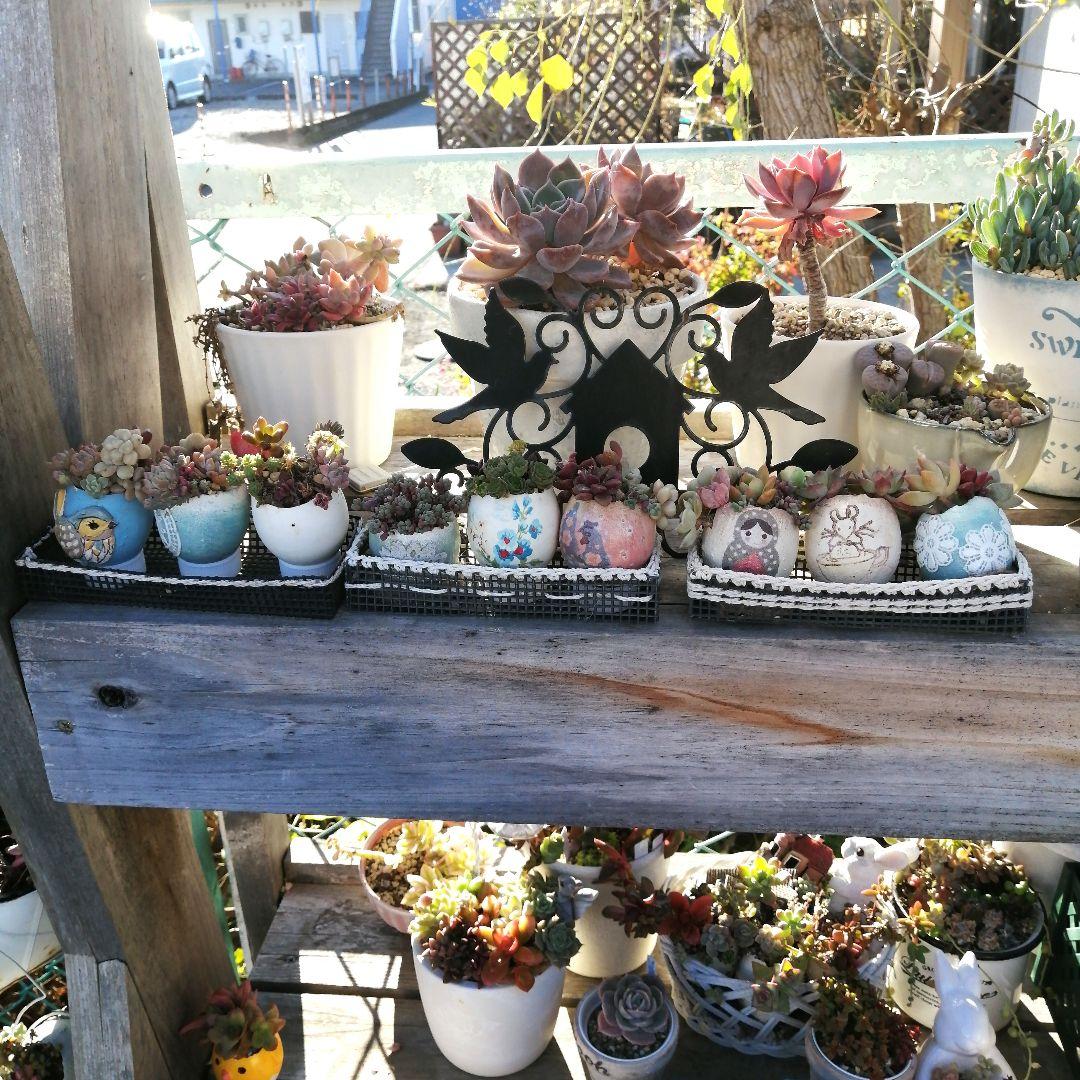 221. たまご鉢 3個　多肉植物　寄せ植え