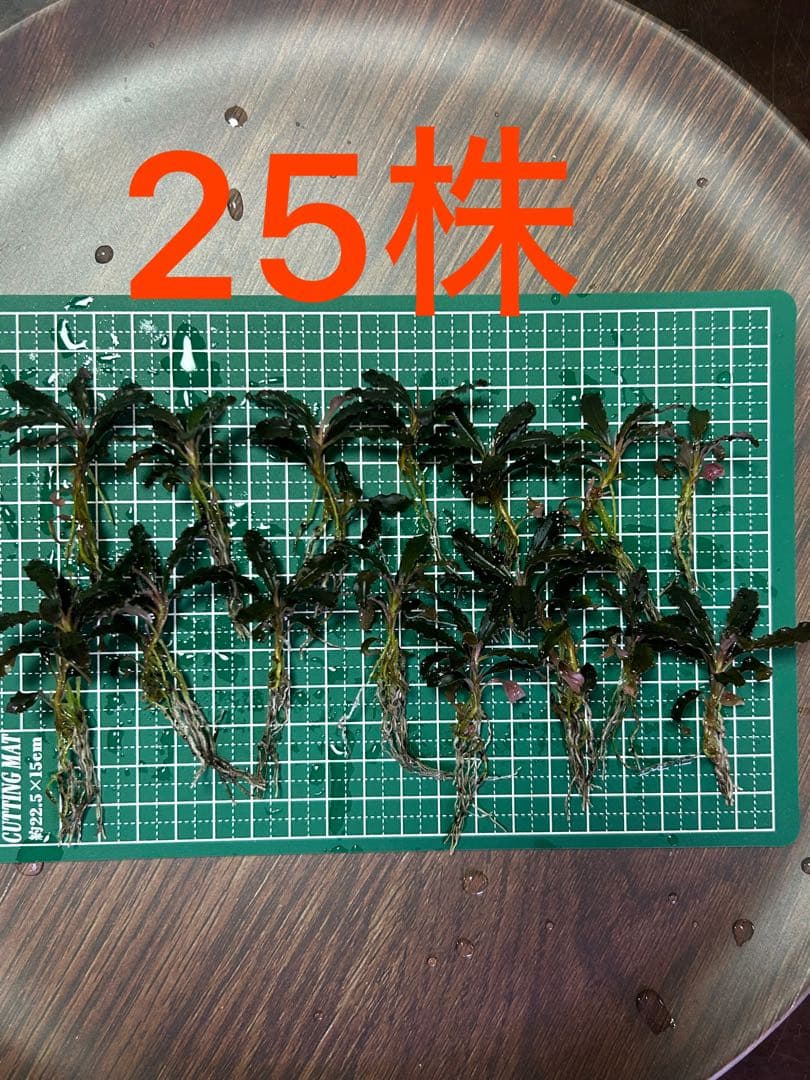 ブセファランドラクダガン レッド（ゴジラ）水上葉25株