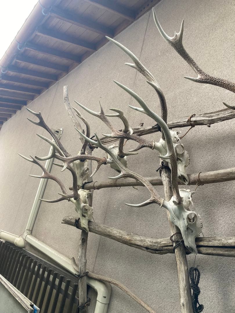 ハンティングトロフィー‼️ニホンジカの角⭐︎大型‼️壁掛け用‼️