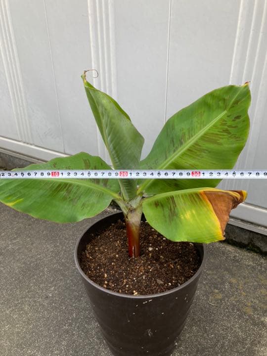 boss様確認用　バナナ苗