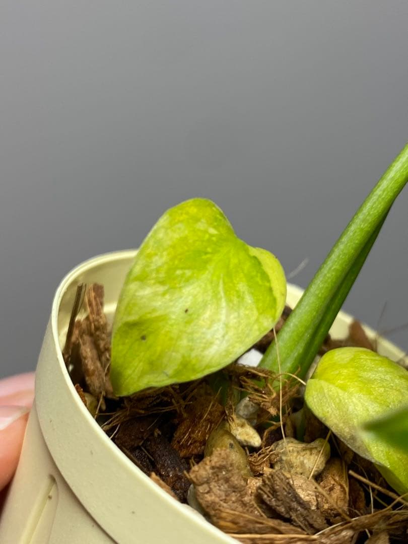 ご*ん様 ④【超希少‼️】モンステラ　エレクトロライト　斑入り　レア　人気　メル