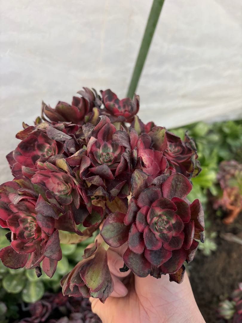 アエオニウム　ラフィ皇后法師錦